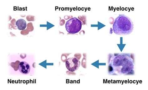 Myelocyte Microscope に対する画像結果