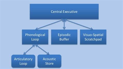 Image result for Components of Working Memory