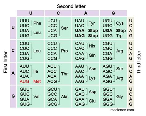 Human Codon Usage Chart に対する画像結果