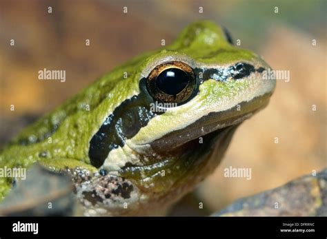 Afbeeldingsresultaten voor Pacific Tree Frog