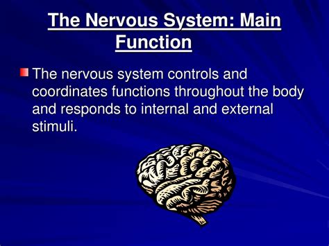 Image result for 5 Functions of the Nervous System