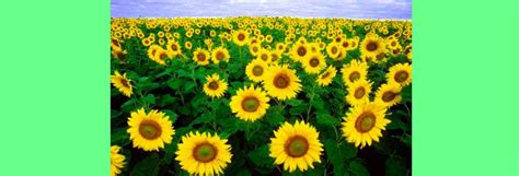 Image result for How Set Background Color Size in CSS