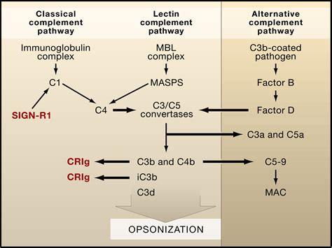 Image result for Handwritten Complement Pathway