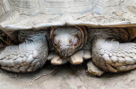 Image result for Turtle Shell Hiding
