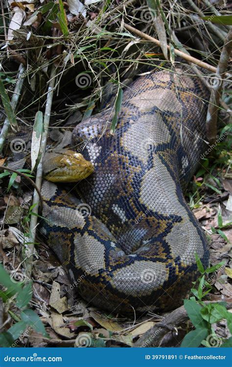 Image result for Python Reticulatus Jampeanus