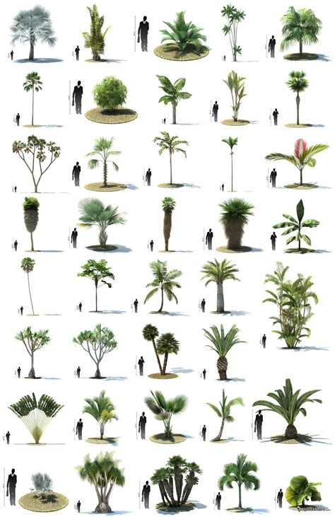 Different Palm Tree Types に対する画像結果