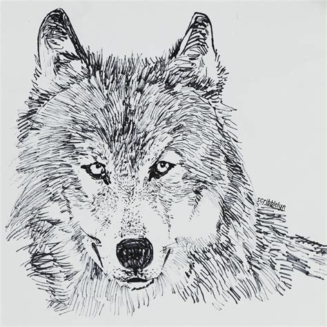 Image result for Wolves Drawing