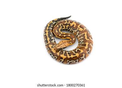 Image result for Tail of a Python