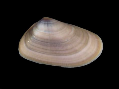 Image result for Donax Bivalve