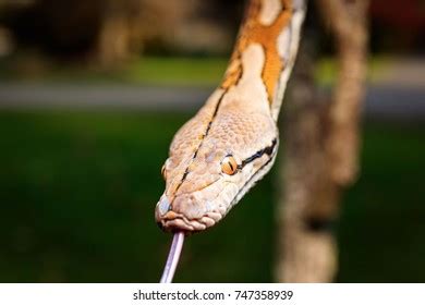 Image result for Normal Retic Python's