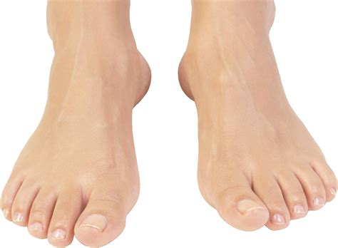 Image result for Ankle Human Clear Background