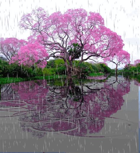 Image result for Mountain and Tree Logo