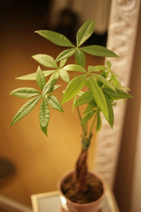 Image result for Money Tree Company