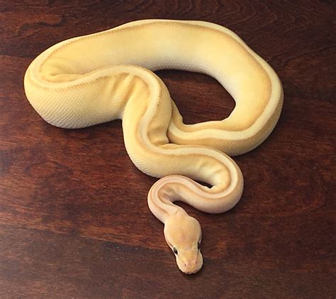 تصویر کا نتیجہ برائے Adult Banana Lesser Ball Python