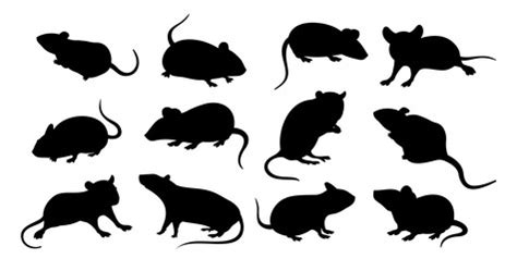 Image result for Lab Mouse Schematic