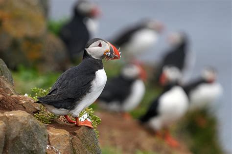 Image result for Puffin bird