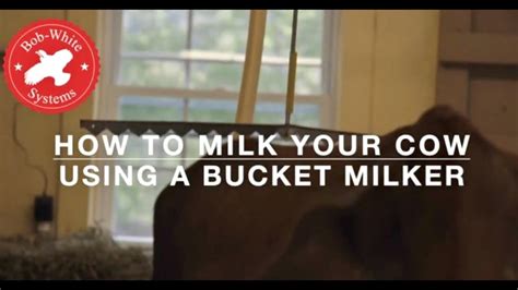 Image result for Cow Milk Bucket