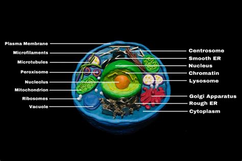 Image result for Lab Cell Model Labeled