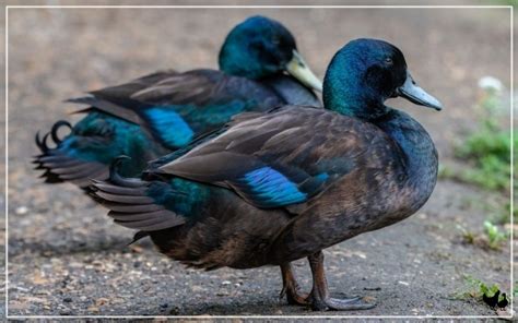 Afbeeldingsresultaten voor Java First Head Ducks