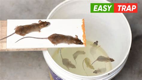 Homemade Mouse Trap に対する画像結果