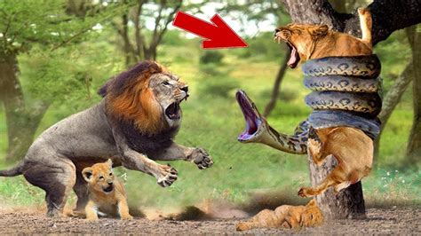 Image result for Python versus Lion