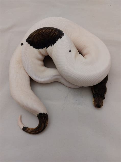Image result for Panda Pied Ball Python