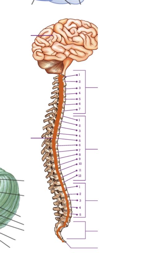 Image result for Spinal Cord Diagram for Charting