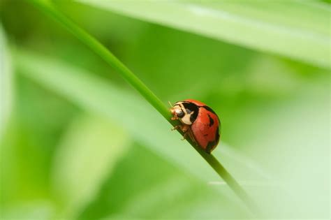 Toradh íomhá ar Abstract Factory Design Pattern in Java