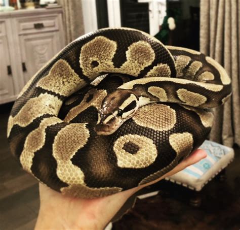 Image result for Ball Python 4Ft