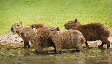Capybara with Human Teeth에 대한 이미지 결과