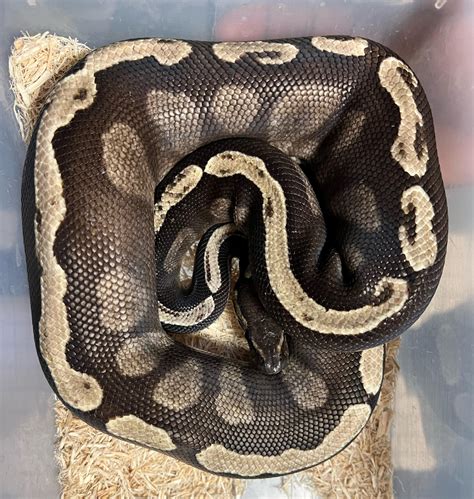 Image result for Mojave Ball Python