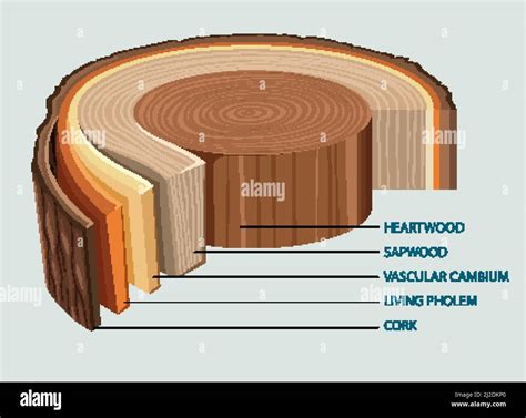 Afbeeldingsresultaten voor Tree Trunk Structure