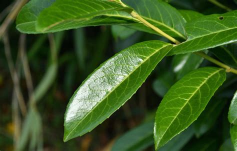 Image result for Laurier Cerise