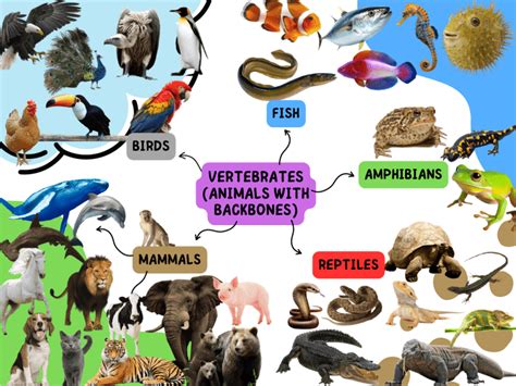 Image result for Vertebrate Classification