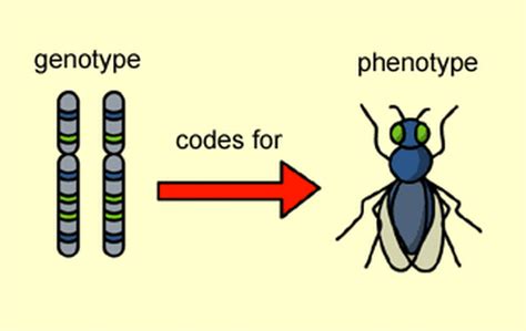 Image result for Genotype Phenotype and Pattern