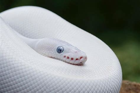 Afbeeldingsresultaten voor Lucil Ball Python