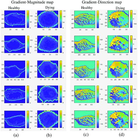 تصویر کا نتیجہ برائے Three Gradient Map