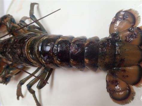 Lobster Shell Rot కోసం చిత్ర ఫలితం