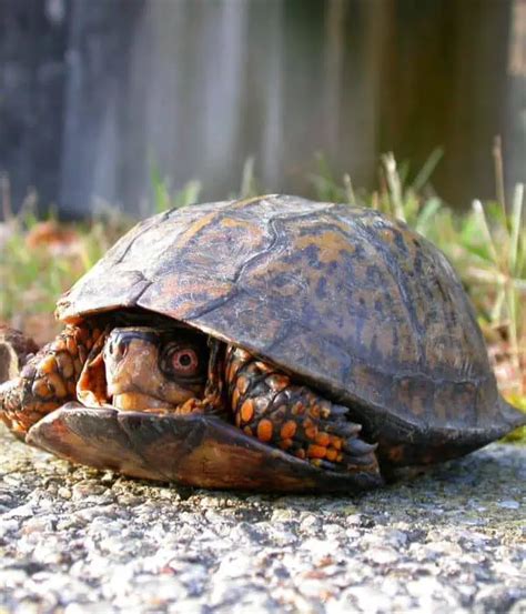 Image result for Box Turtle Bottom Shell