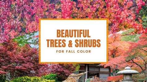 Toradh íomhá ar Shrubs with Fall Color