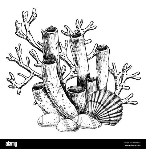 Image result for Coral Creatures Drawing
