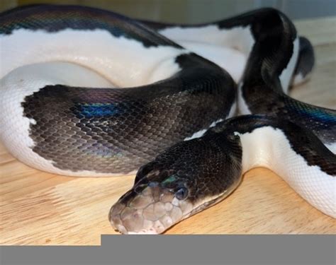 Pied Reticulated Python に対する画像結果