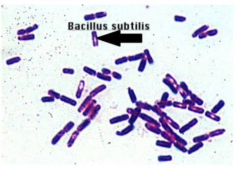 Image result for Bacillus Subtilis