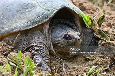 Snaping Turtle Side View に対する画像結果