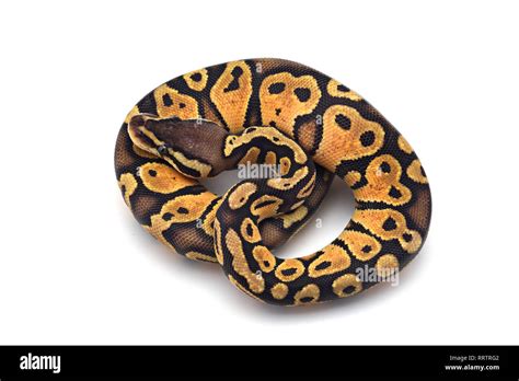Image result for Ball Python Snake Flower Background