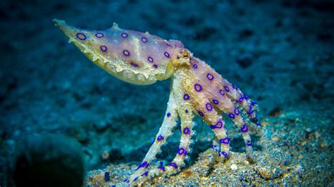Image result for Blue Ray Octopus