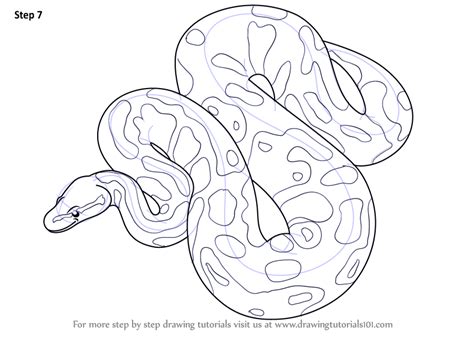 Image result for How to Draw a Ball Python