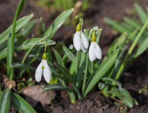 Résultat d’images pour Snowdrop Spring Flowers