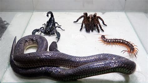 Image result for Tarantula Snake