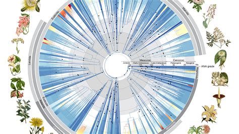 Image result for Alternative Evolution Tree